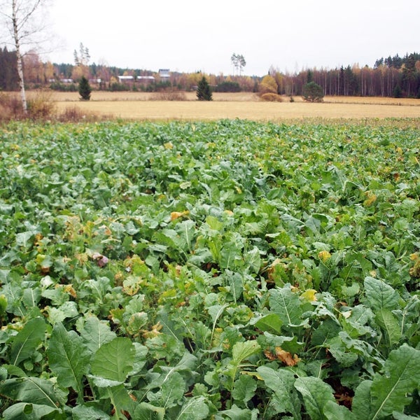 Malmg&aring;rd Viltfr&ouml; Hjort-R&aring;dyr Diana 3 kg