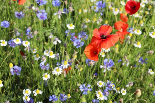 Copy of Malmg&aring;rd Riistasiemen solros Diana 3 kg