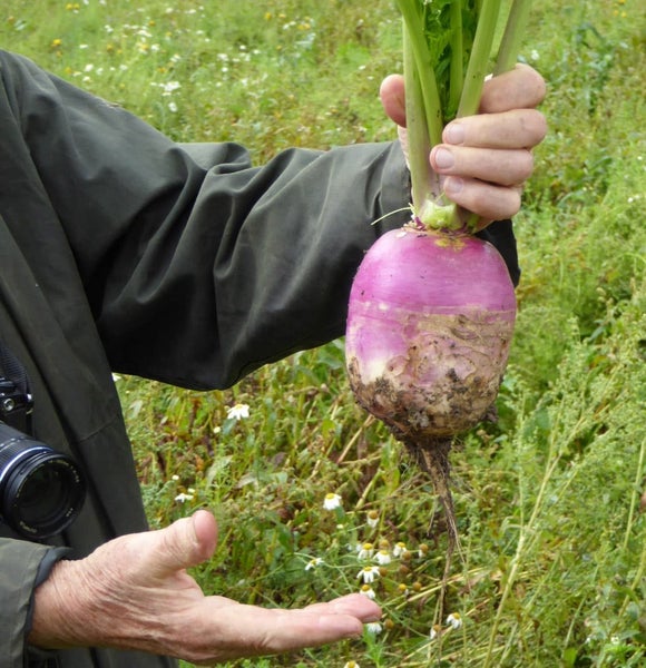 Malmg&aring;rd Viltfr&ouml; Diana Foderraps 1 kg
